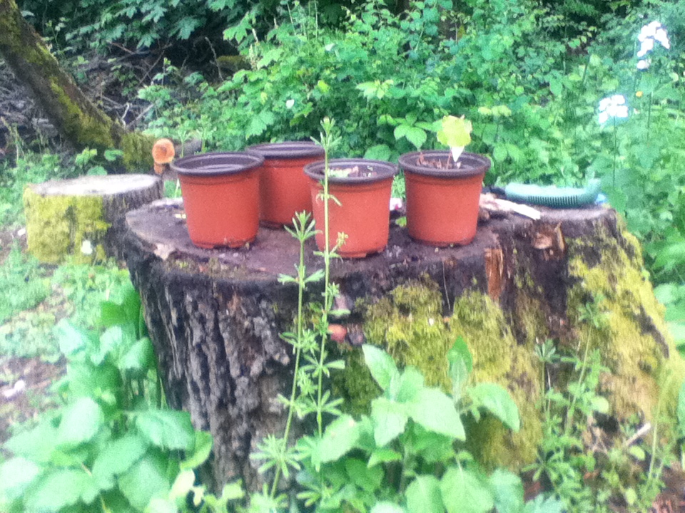 Tree on a stump