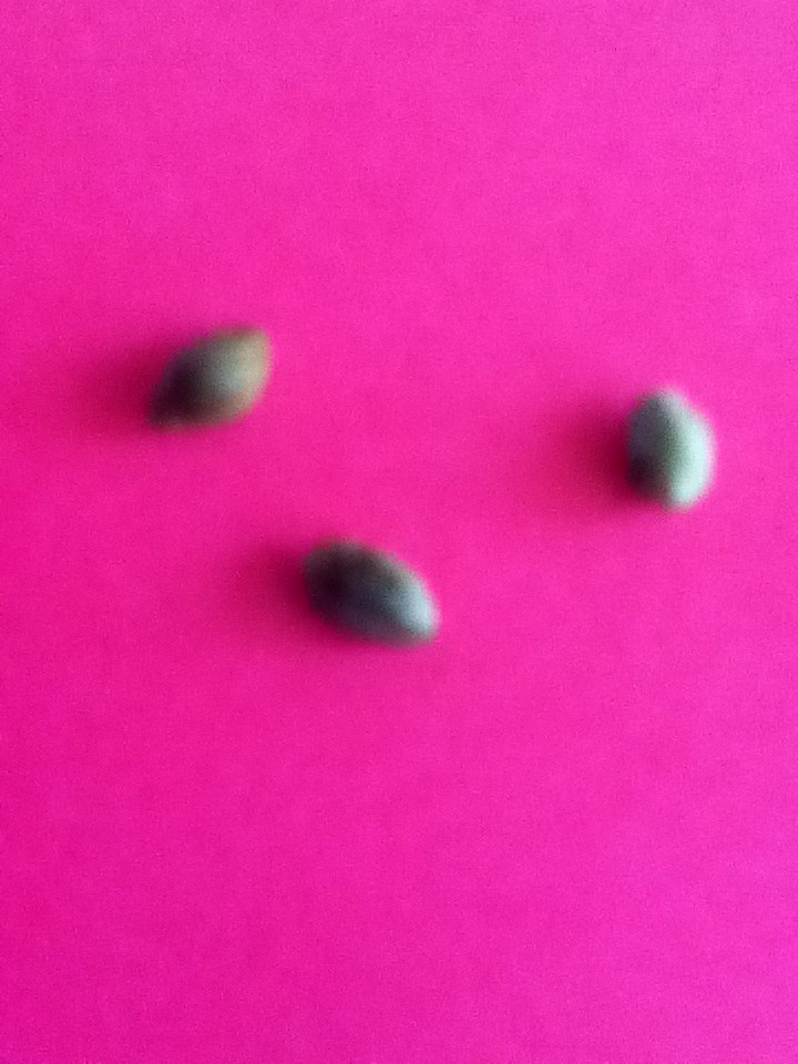 Three seeds