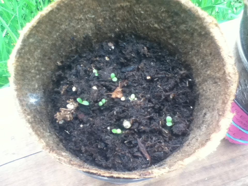 Pussy Willow seeds after 14 days