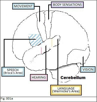 Brain Localization