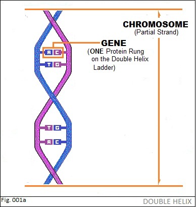 Double Helix